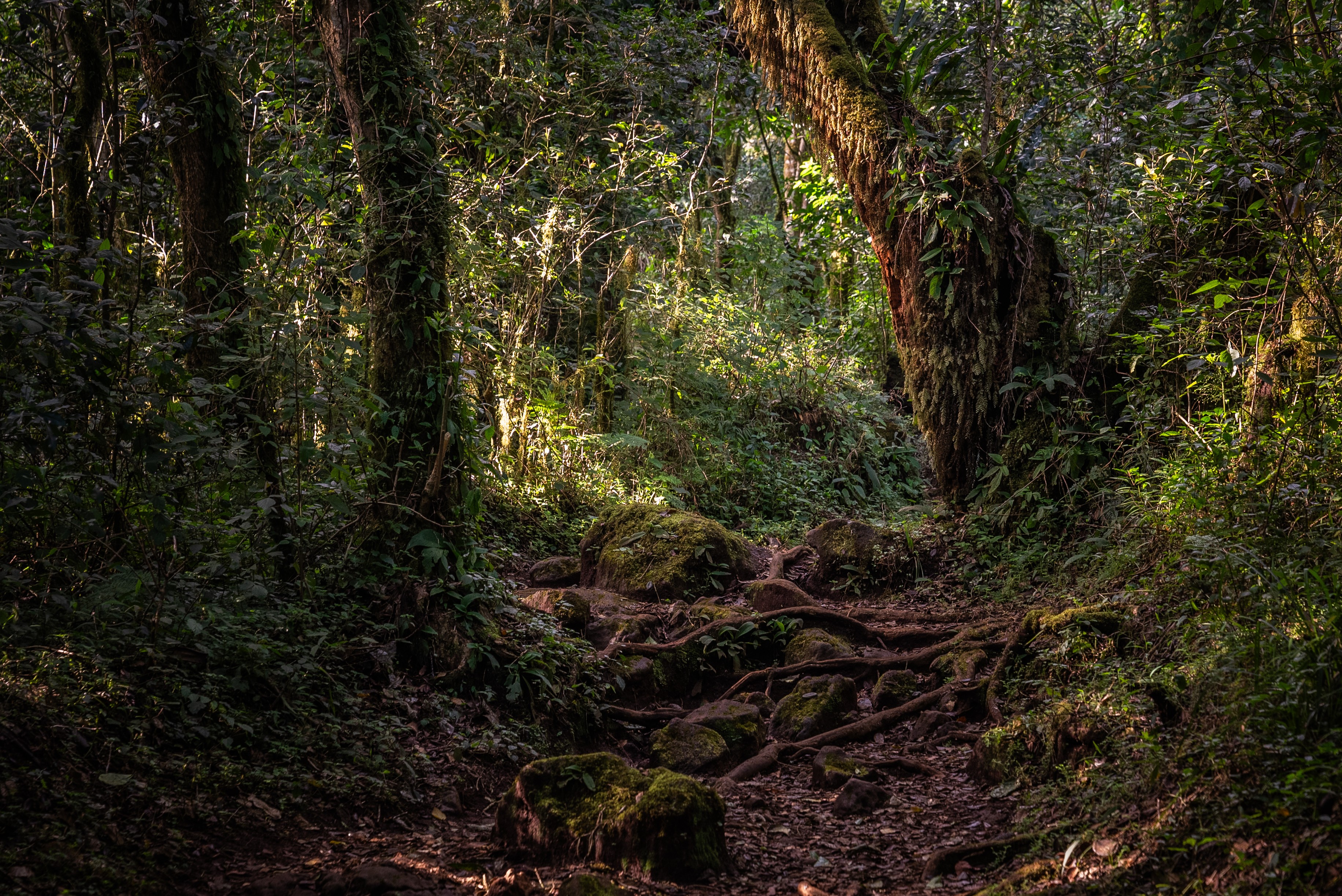 A path through the forest, each step revealing more